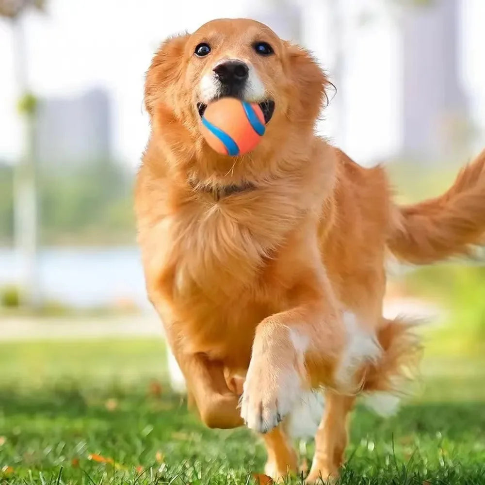 Chew & Fetch Ball